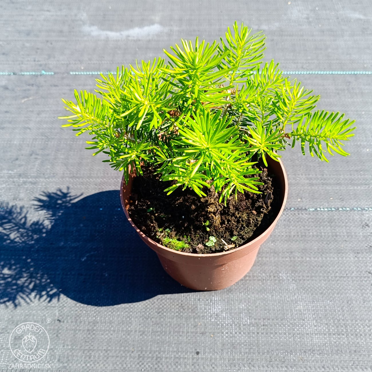 Obrázok Jedľa kórejská (Abies koreana) - výška 10-15 cm, kont. C2L